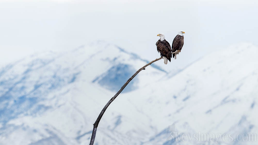 Interview With American Avian Photographer Scott Keys