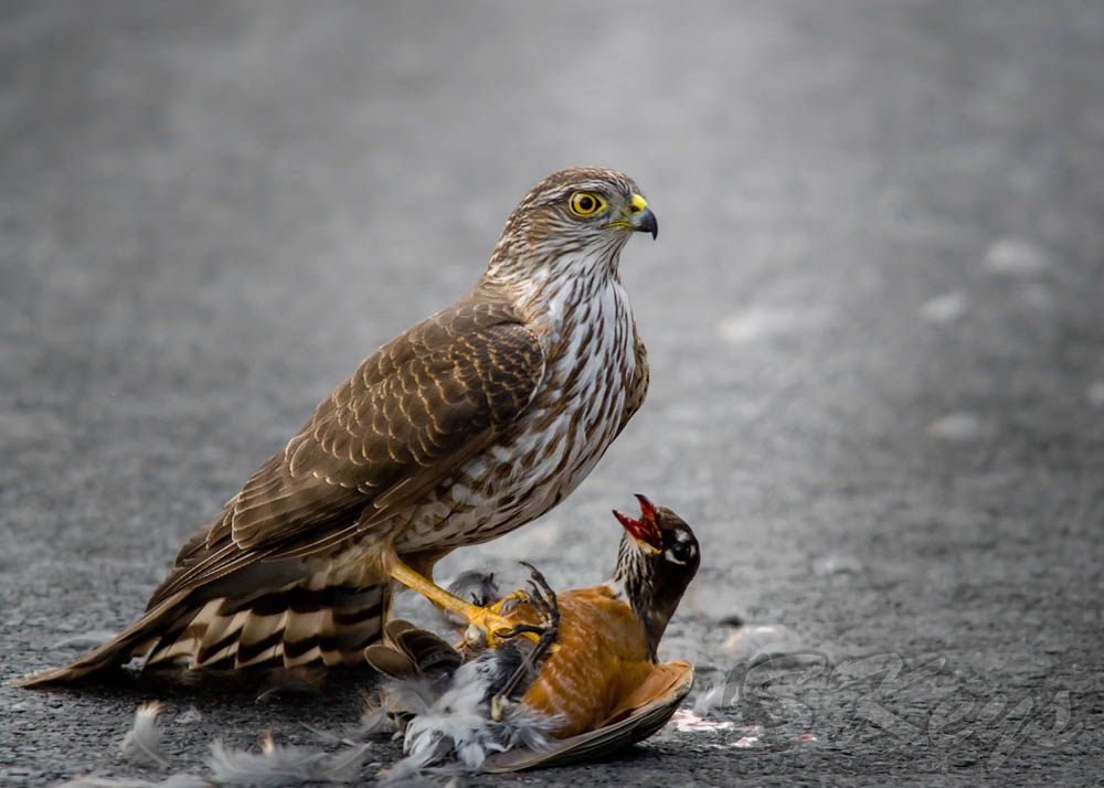 Interview With American Avian Photographer Scott Keys