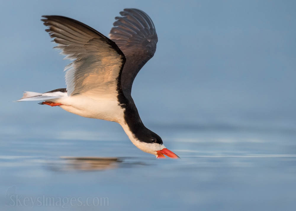 Interview With American Avian Photographer Scott Keys