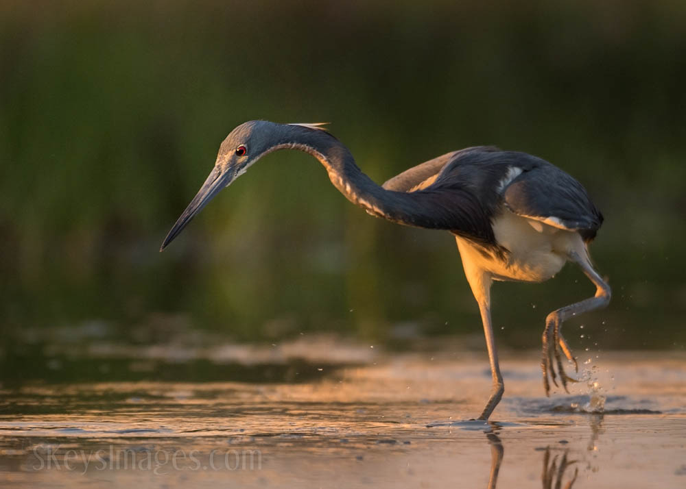 Interview With American Avian Photographer Scott Keys