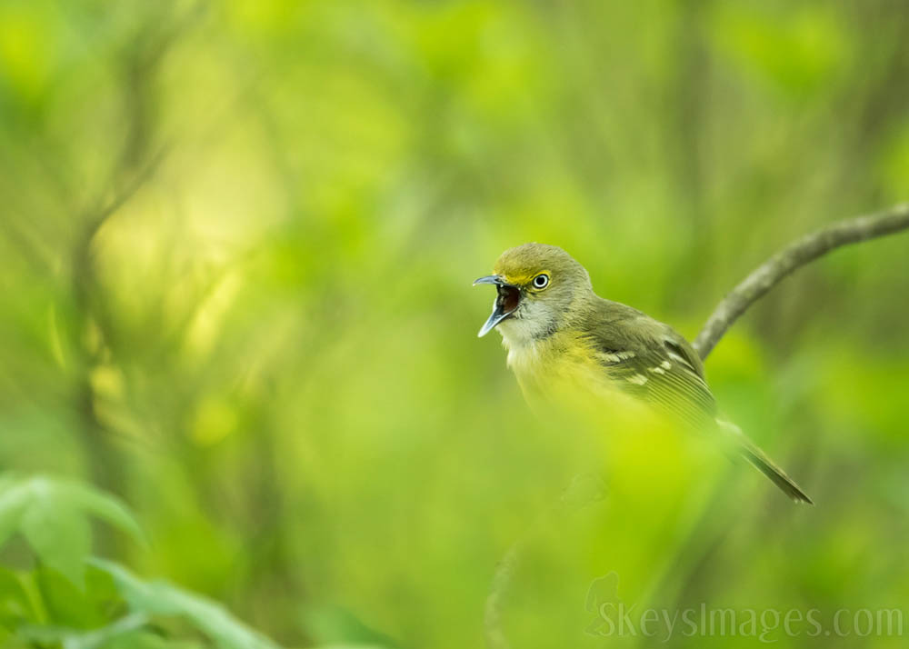 Interview With American Avian Photographer Scott Keys