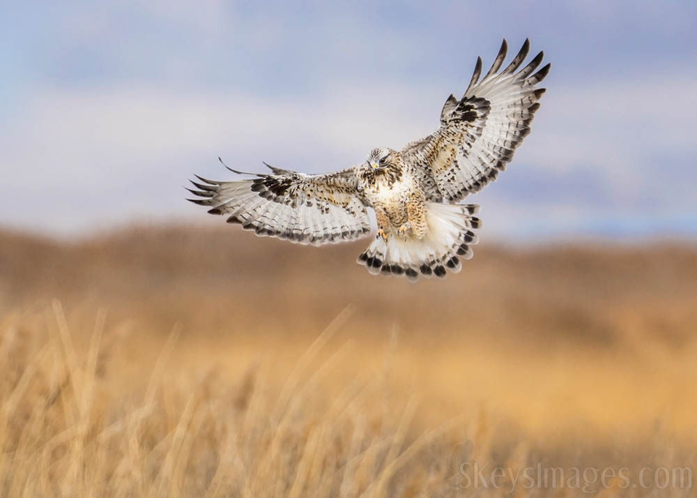 Interview With American Avian Photographer Scott Keys