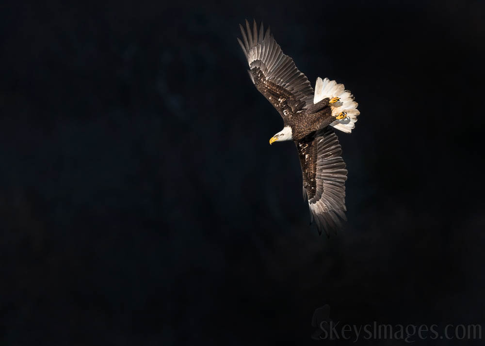 Interview With American Avian Photographer Scott Keys