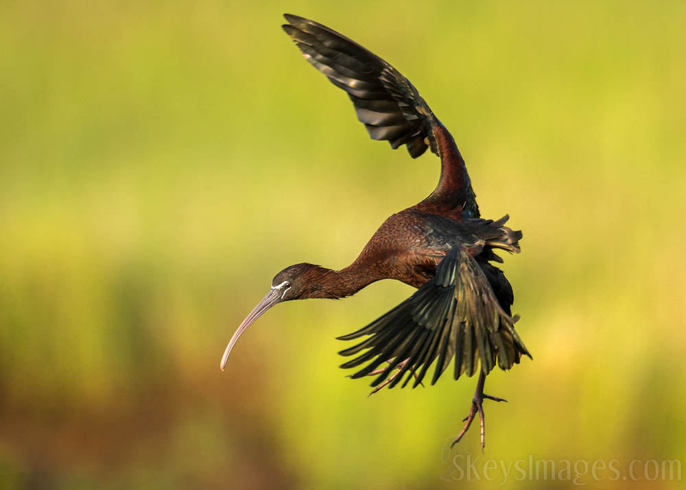 Interview With American Avian Photographer Scott Keys