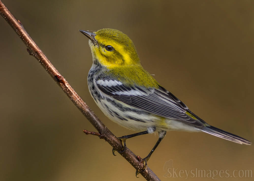 Interview With American Avian Photographer Scott Keys