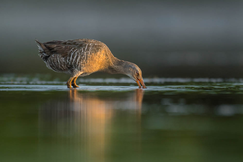 Interview With American Avian Photographer Scott Keys