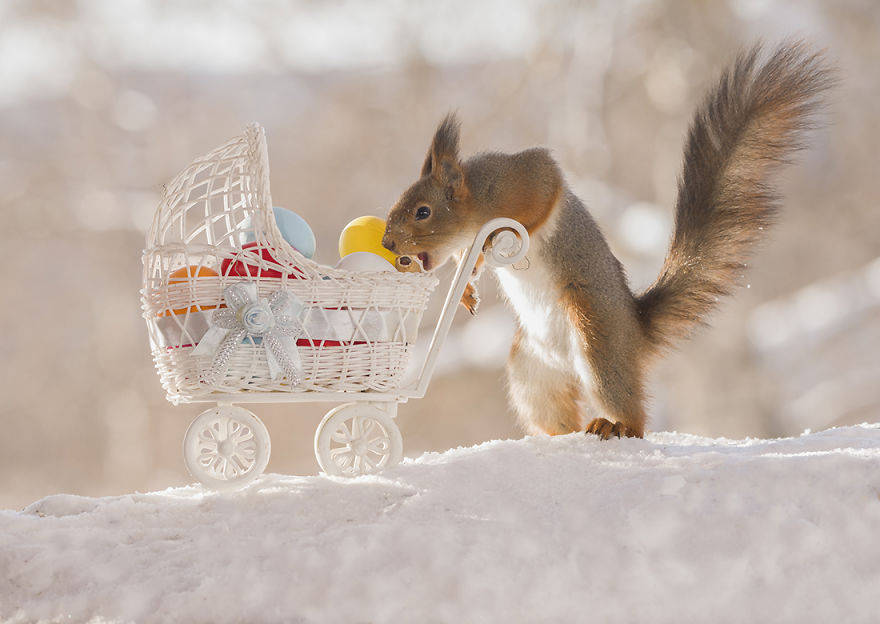 This squirrel is preparing to be a mamma