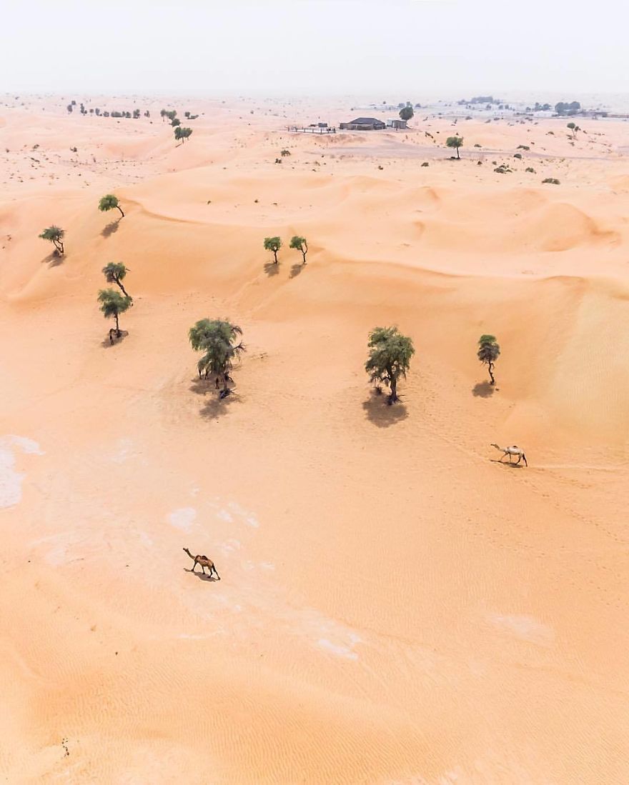 Wandering (Dubai, United Arab Emirates)