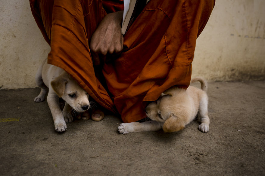 Little dogs playing