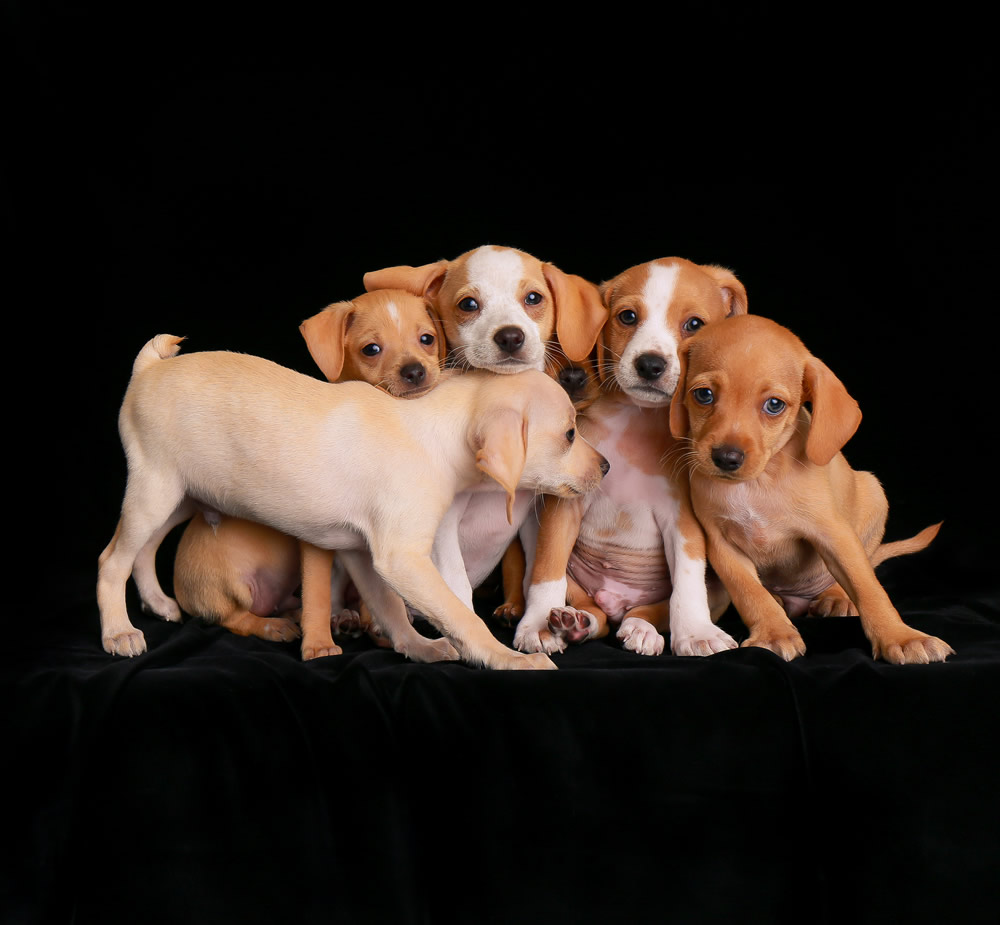 2nd Puppies By Charlie Nunn