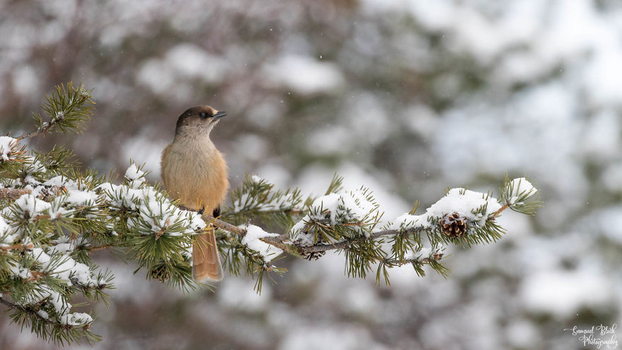 A Siberian Jay Eyeing Lunch At The Feeder In Kaamanen