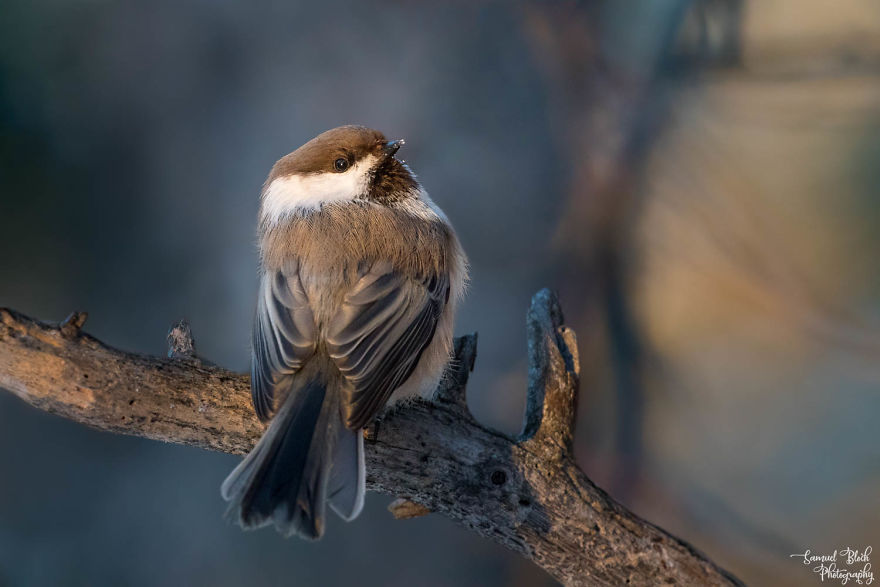 This Cute Siberian Tit Looked Back At Me Before Flying Away