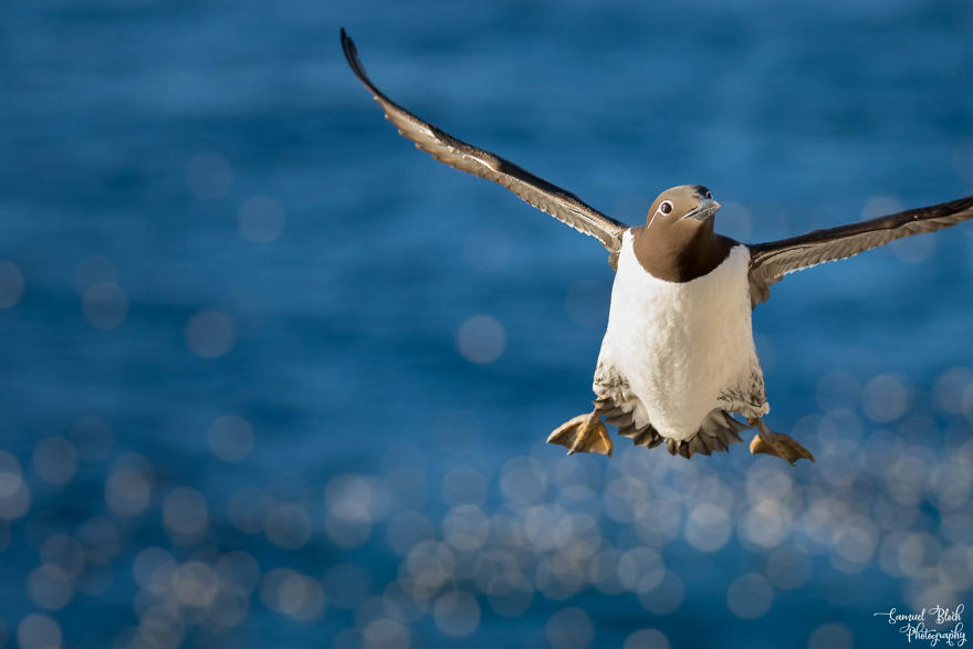 A Common Guillemot Coming Back From Its Fishing Stint