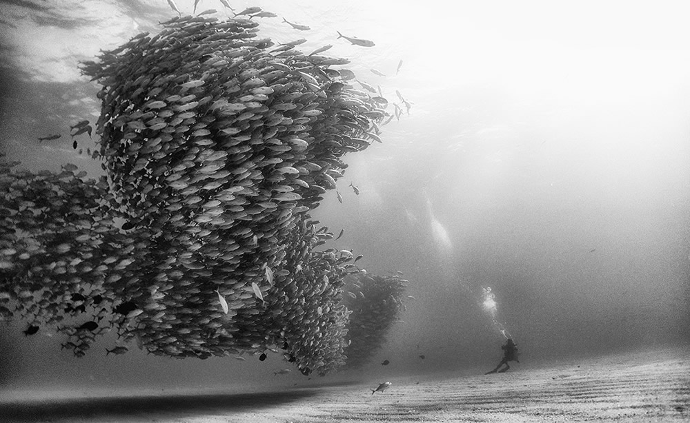 Beautiful Black And White Photographs Of Under The Sea By Anuar Patjane Floriuk