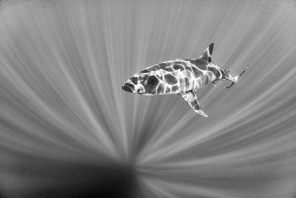 Beautiful Black And White Photographs Of Under The Sea By Anuar Patjane Floriuk