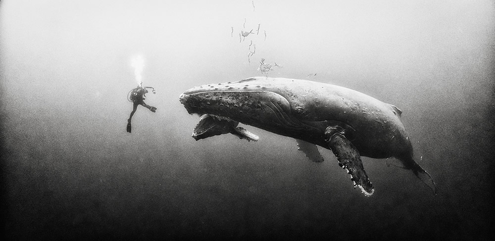 Beautiful Black And White Photographs Of Under The Sea By Anuar Patjane Floriuk