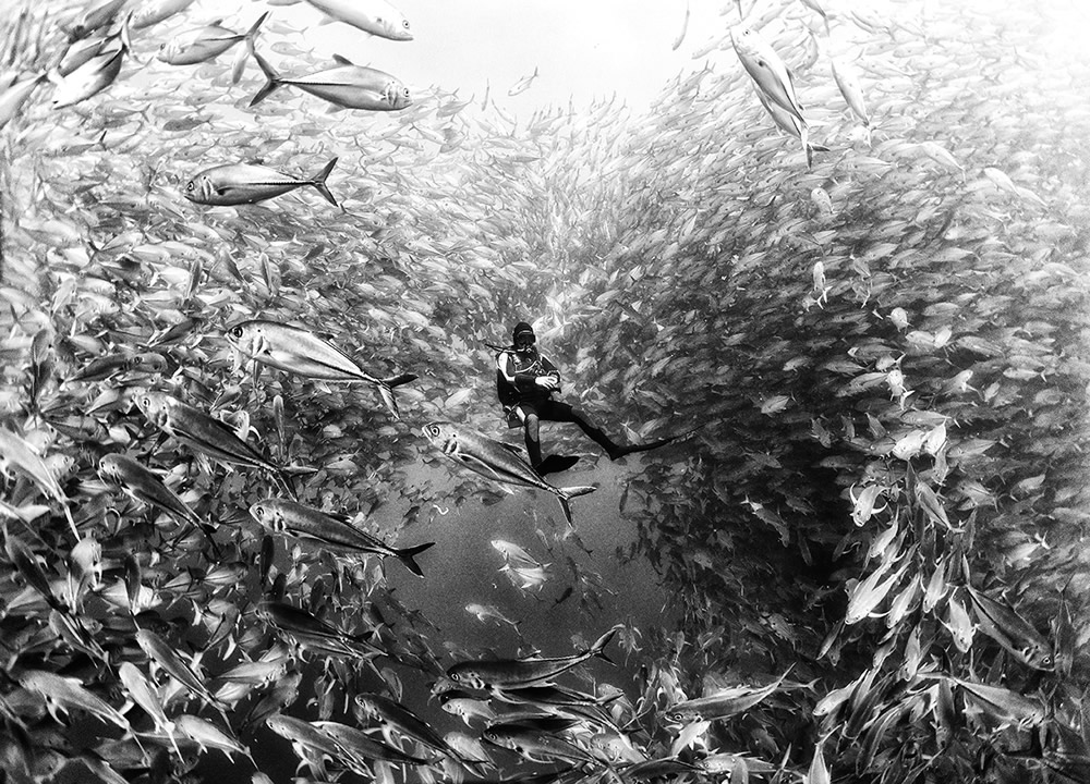 Beautiful Black And White Photographs Of Under The Sea By Anuar Patjane Floriuk