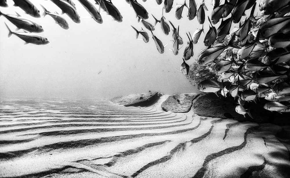 Beautiful Black And White Photographs Of Under The Sea By Anuar Patjane Floriuk