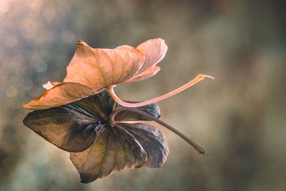 Interview With Spanish Still Life Photographer Rosana Zanetti Fait