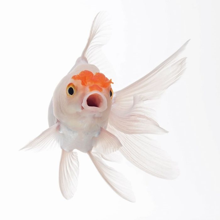 Beautiful Aquarium Fish photographs by Thai Photographer Visarute Angkatavanich