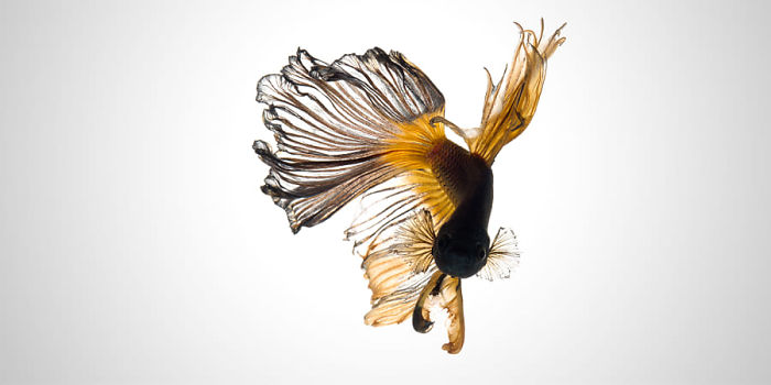 Beautiful Aquarium Fish photographs by Thai Photographer Visarute Angkatavanich