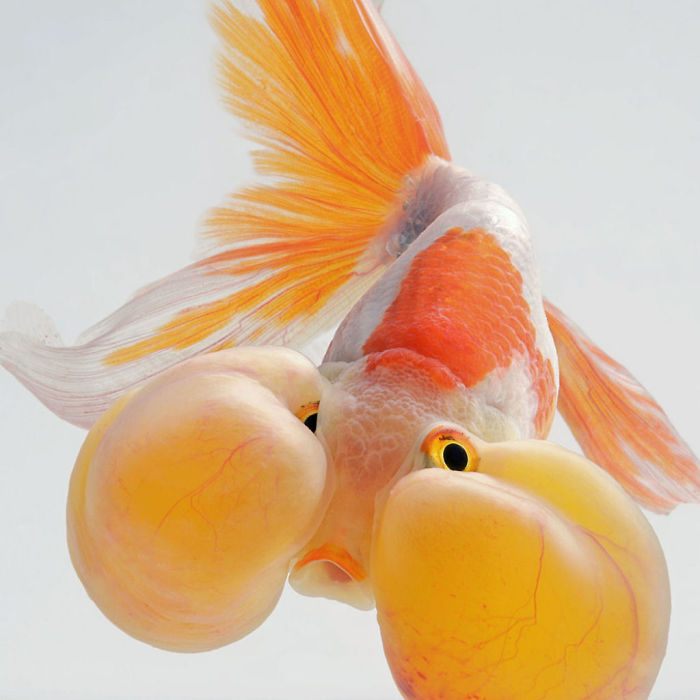 Beautiful Aquarium Fish photographs by Thai Photographer Visarute Angkatavanich