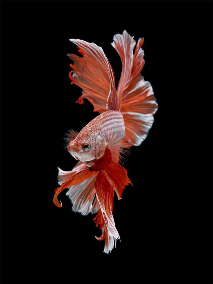 Beautiful Aquarium Fish photographs by Thai Photographer Visarute Angkatavanich