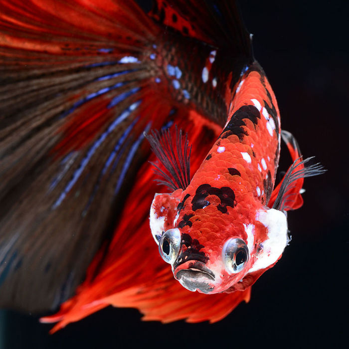 Beautiful Aquarium Fish photographs by Thai Photographer Visarute Angkatavanich