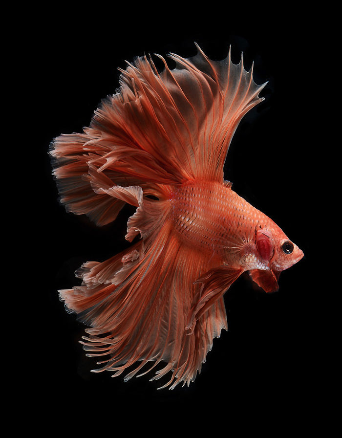 Beautiful Aquarium Fish photographs by Thai Photographer Visarute Angkatavanich