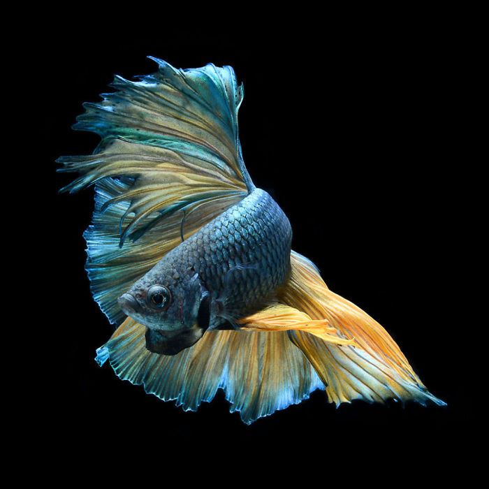 Beautiful Aquarium Fish photographs by Thai Photographer Visarute Angkatavanich