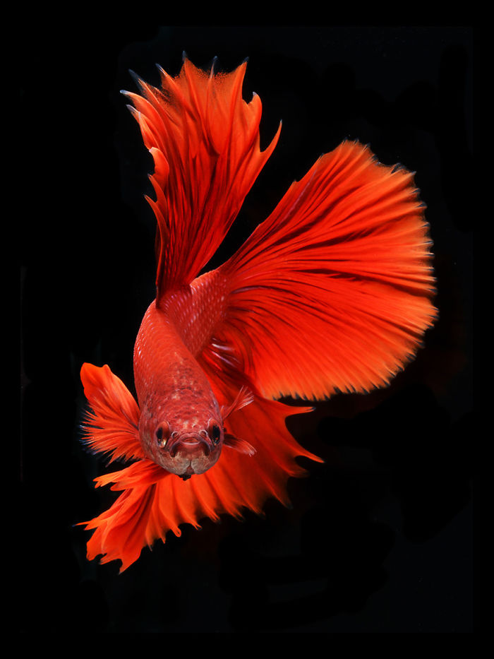 Beautiful Aquarium Fish photographs by Thai Photographer Visarute Angkatavanich