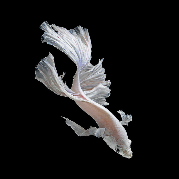 Beautiful Aquarium Fish photographs by Thai Photographer Visarute Angkatavanich