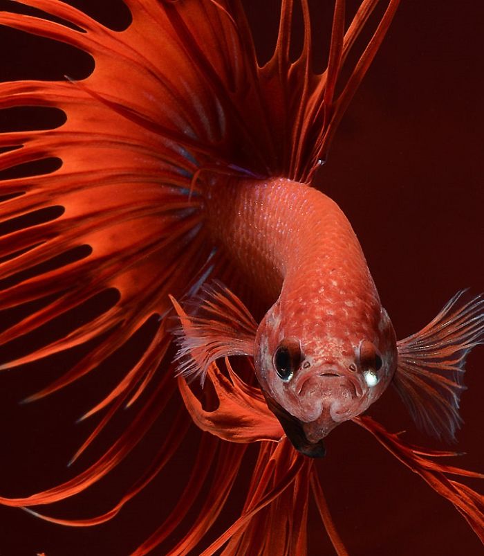 Beautiful Aquarium Fish photographs by Thai Photographer Visarute Angkatavanich