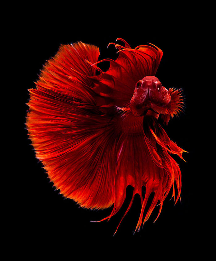 Beautiful Aquarium Fish photographs by Thai Photographer Visarute Angkatavanich