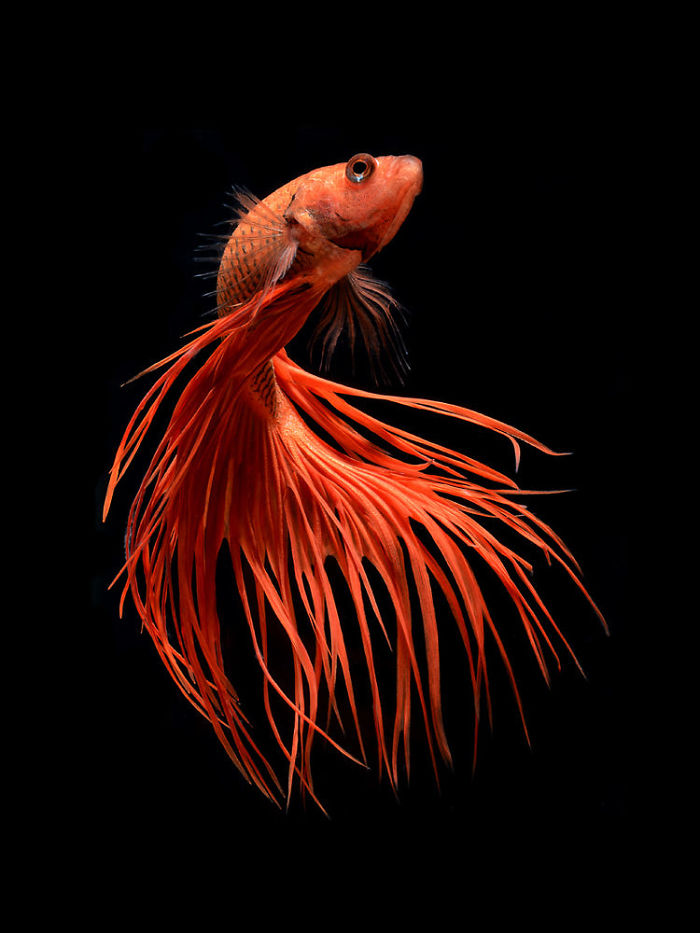 Beautiful Aquarium Fish photographs by Thai Photographer Visarute Angkatavanich