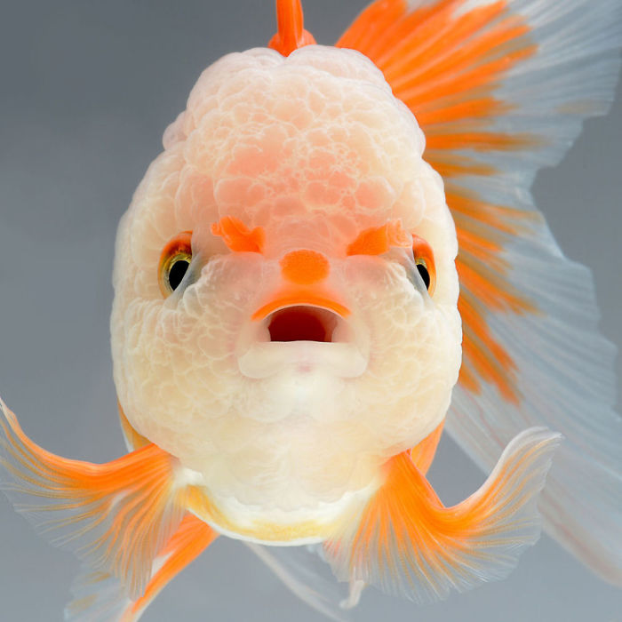 Beautiful Aquarium Fish photographs by Thai Photographer Visarute Angkatavanich