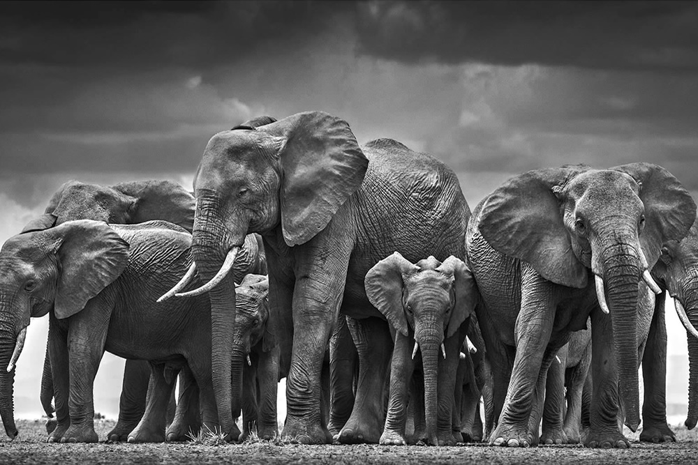 British Photographer David Yarrow Talking About His Photography Journey