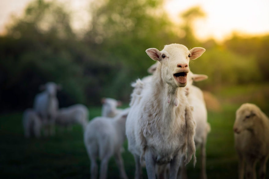 Most Beautiful Photos Of Kids And Barnyard Animals By Phillip Haumesser