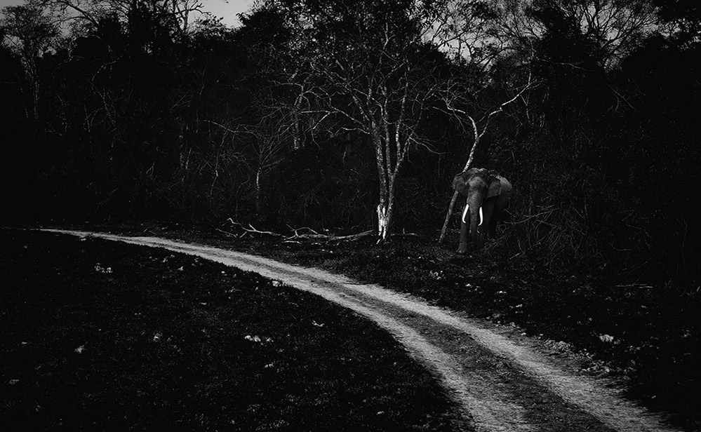 Man And Wild - Conflicting Aspirations: Photo Series By Padmanabhan Rangarajan