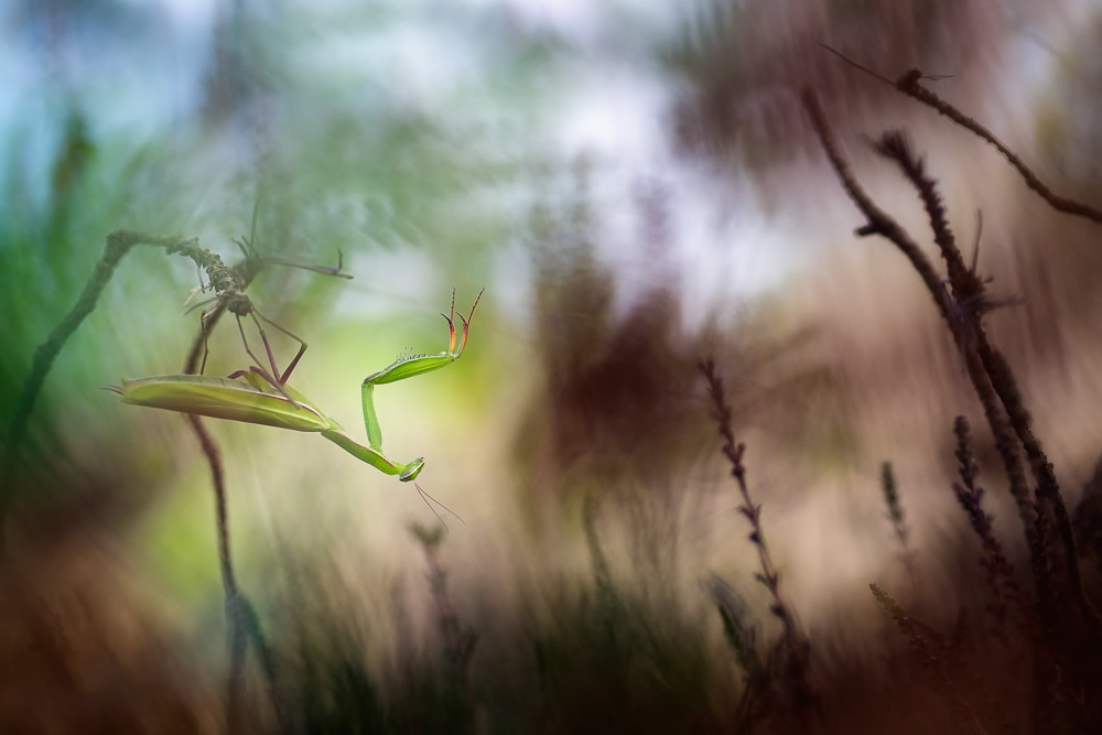 Beautiful Interview With French Nature Photographer Thomas Vanderheyden