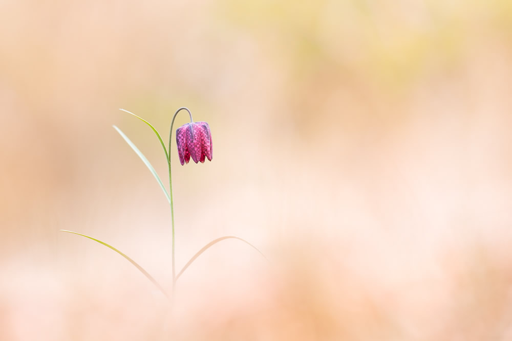 Beautiful Interview With French Nature Photographer Thomas Vanderheyden