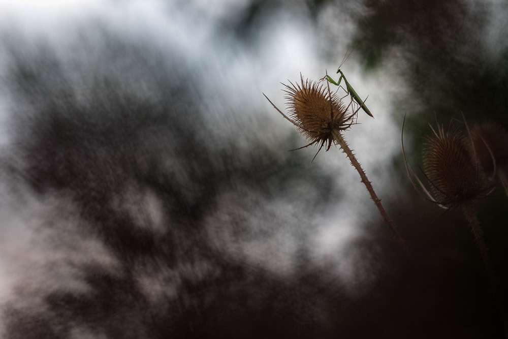 Beautiful Interview With French Nature Photographer Thomas Vanderheyden