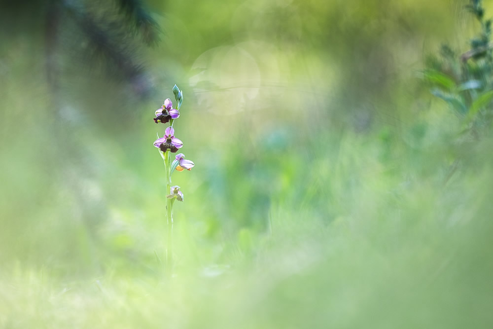 Beautiful Interview With French Nature Photographer Thomas Vanderheyden