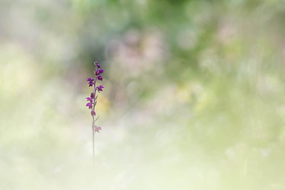 Beautiful Interview With French Nature Photographer Thomas Vanderheyden