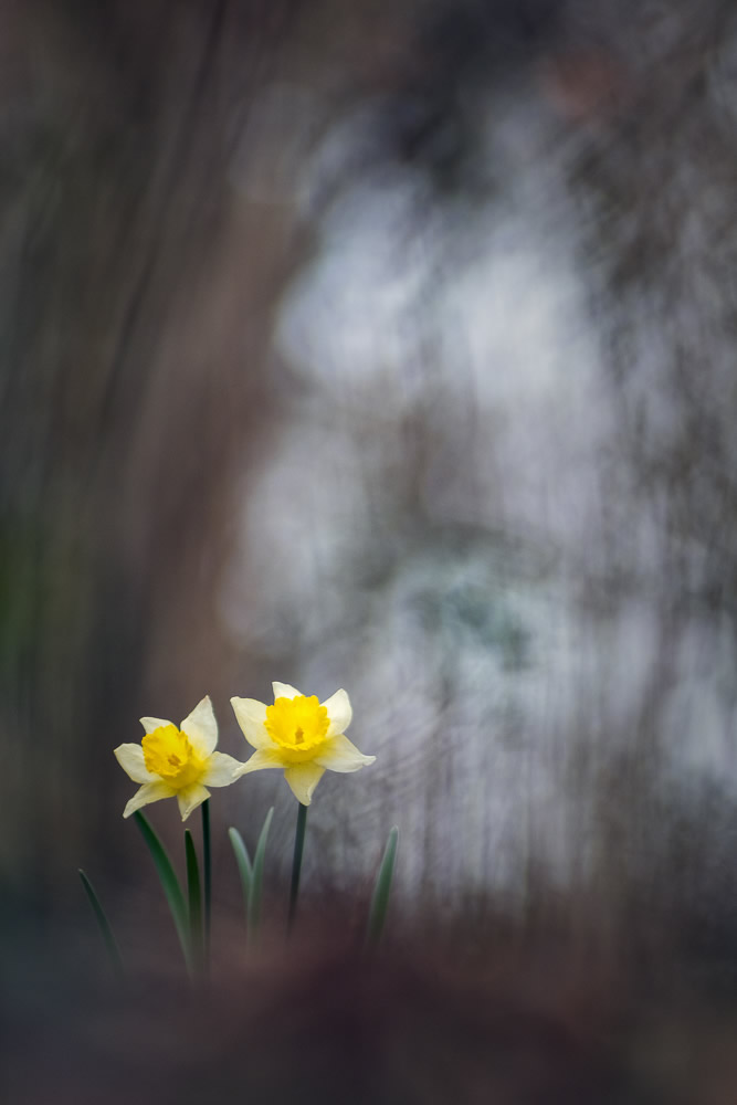 Beautiful Interview With French Nature Photographer Thomas Vanderheyden