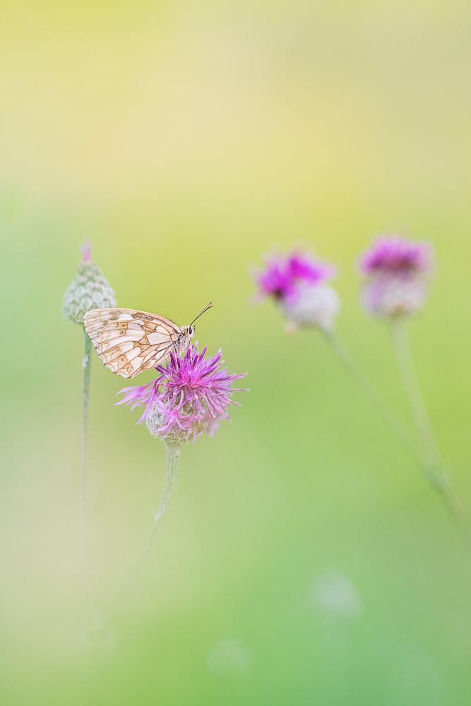 Beautiful Interview With French Nature Photographer Thomas Vanderheyden