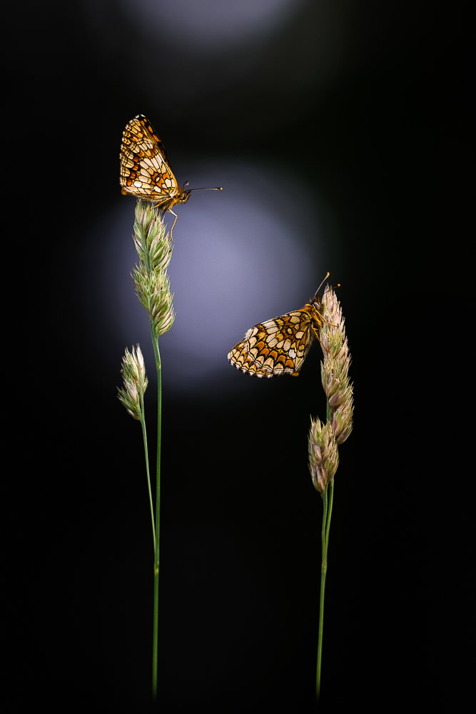 Beautiful Interview With French Nature Photographer Thomas Vanderheyden