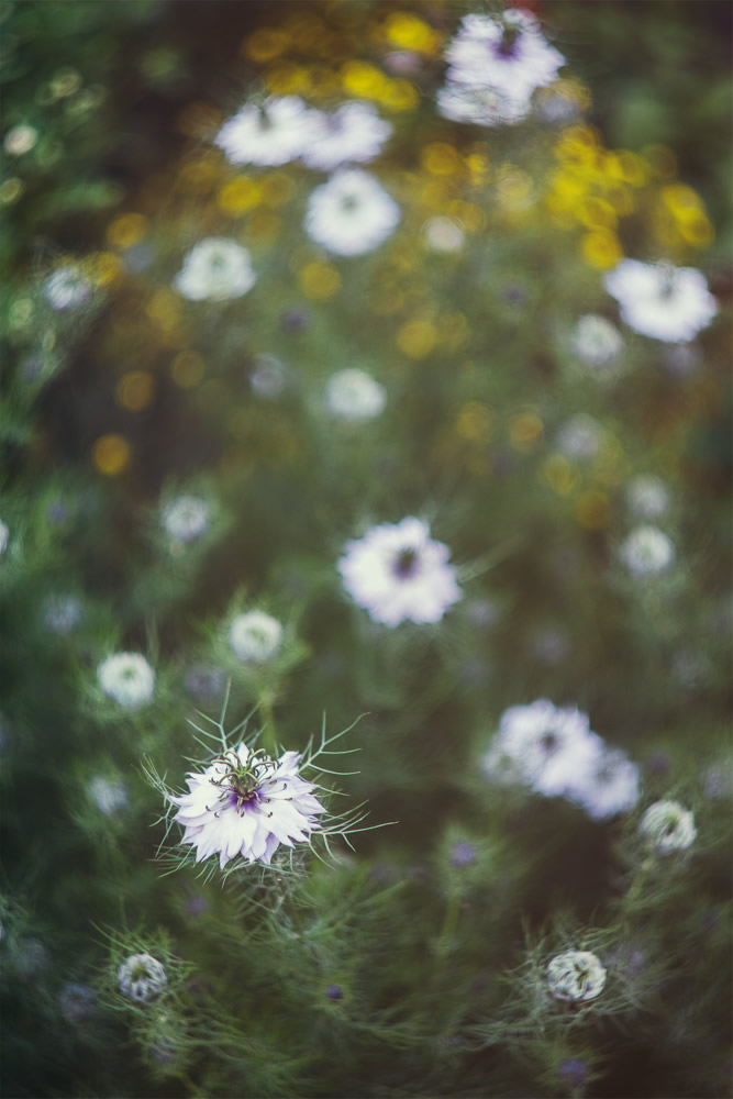 Beautiful Interview With French Nature Photographer Thomas Vanderheyden