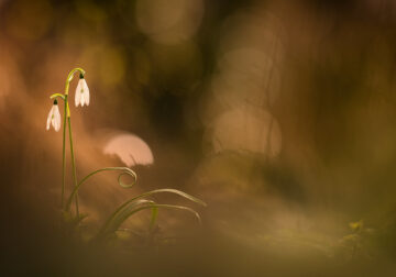 French Nature Photographer Thomas Vanderheyden