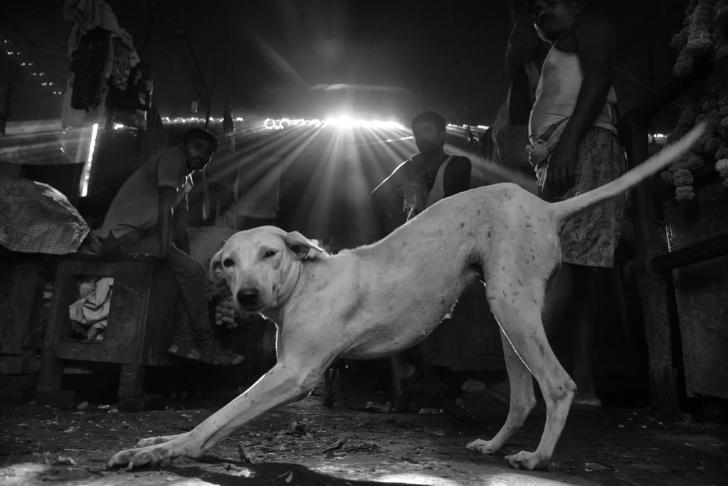 Animals in Street: Photo Series By Indian Photographer Raj Sarkar